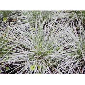 Kostrava sivá (Festuca glauca) ´AZURIT´ kont. P9